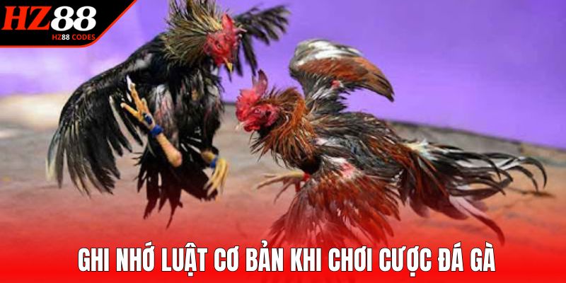 Ghi nhớ luật cơ bản khi chơi cược đá gà