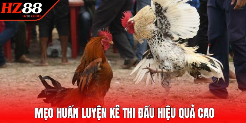 Mẹo huấn luyện kê thi đấu hiệu quả cao