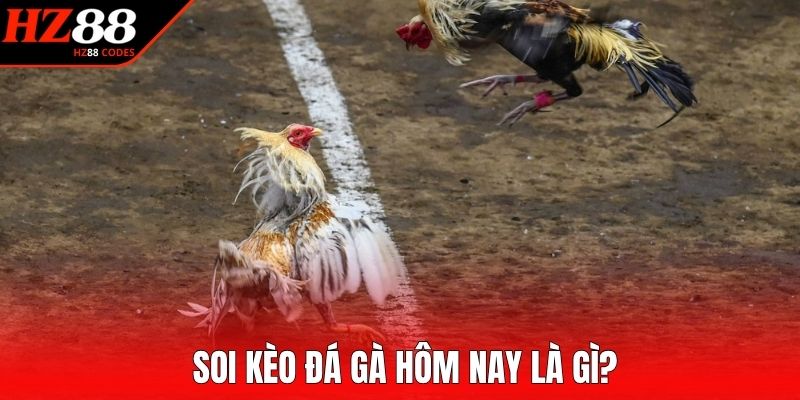 Soi kèo đá gà hôm nay là gì?