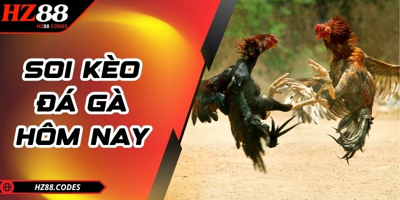 Soi kèo đá gà hôm nay