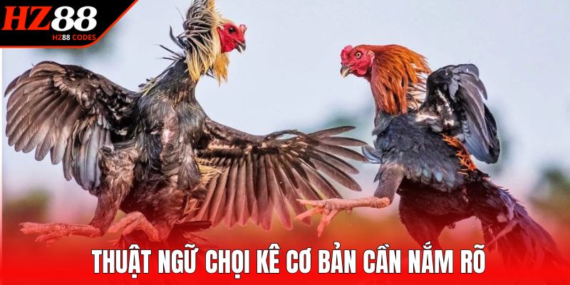 Thuật ngữ chọi kê cơ bản cần nắm rõ